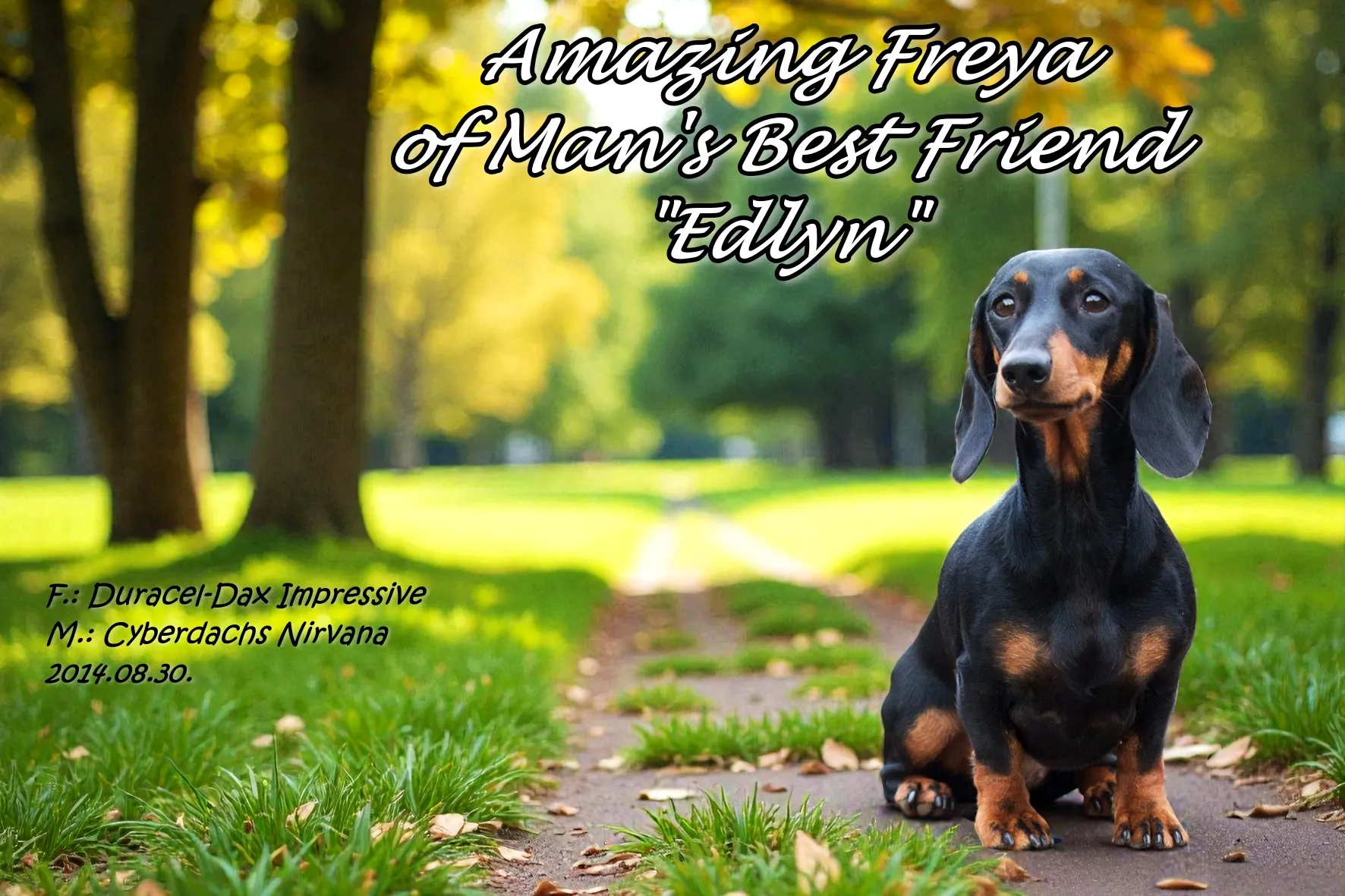 Kutya galéria kép 1